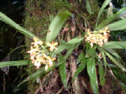 orchid.jpg